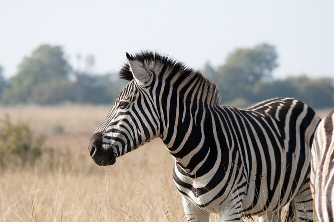 Gambia to Senegal Tour with Ferry Crossing and Safari Park - Five hours at Fathala Wildlife Reserve