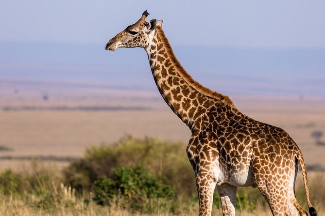 Gambia to Senegal Tour with Ferry Crossing and Safari Park - Taking the ferry from Banjul to Barra