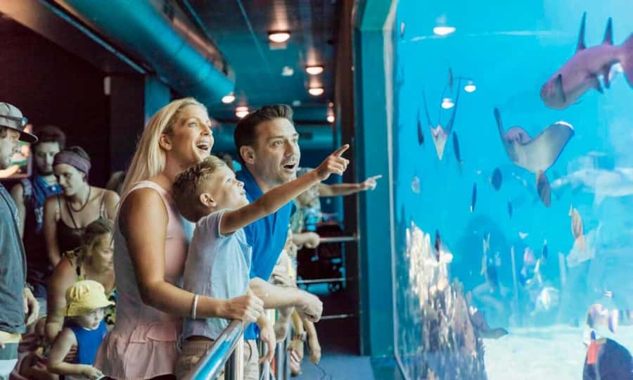 Gold Coast: Sea World Cruise & Entry Combo Ticket - Why the Hopo cruise improves a Sea World day