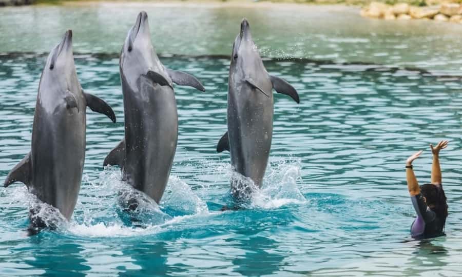 Gold Coast: Sea World Cruise & Entry Combo Ticket - The first 50 minutes on the Gold Coast waterways