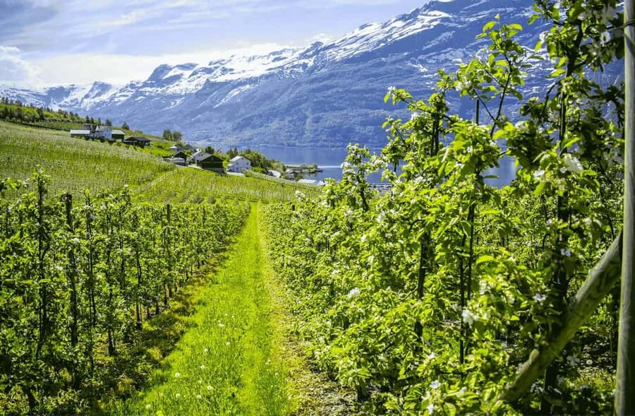 Guided tour: Hardangerfjord, Waterfalls and Ferry crossing - The best parts of the day