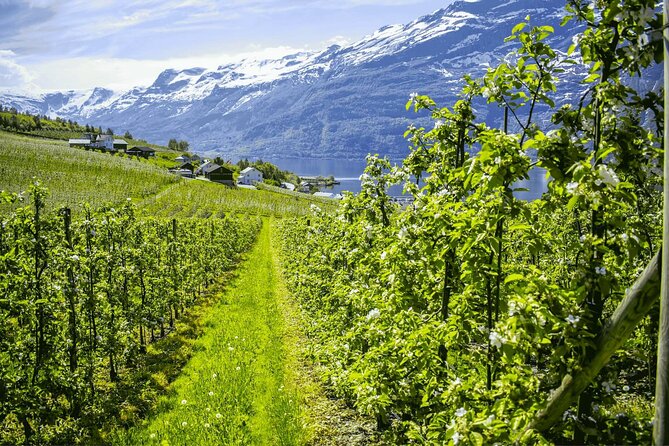 Guided tour to Hardangerfjord with Waterfalls and Ferry Crossing - What this Hardangerfjord day is really like