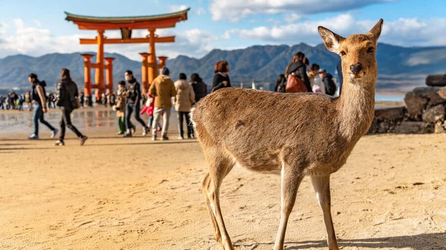 Hiroshima to Miyajima: Private Custom Tour with Ferry Ride - Backstreets, temples, and local corners