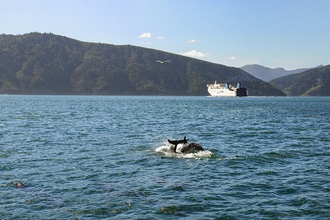 InterIslander Ferry - Wellington to Picton - The approach to Picton and Queen Charlotte Sound