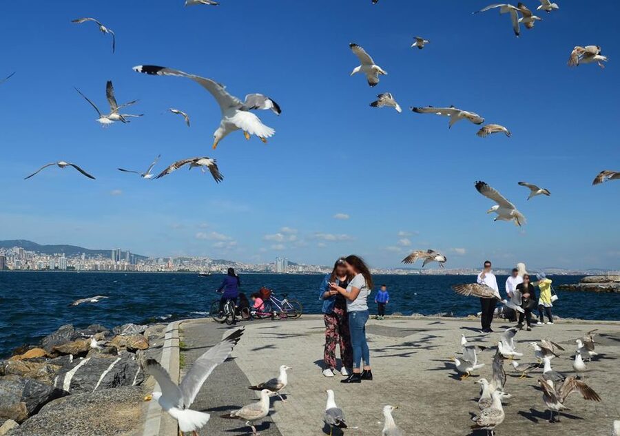 Istanbul: Round-Trip Ferry Tickets to the Princes' Islands - Lunch, beaches, and a self-planned afternoon