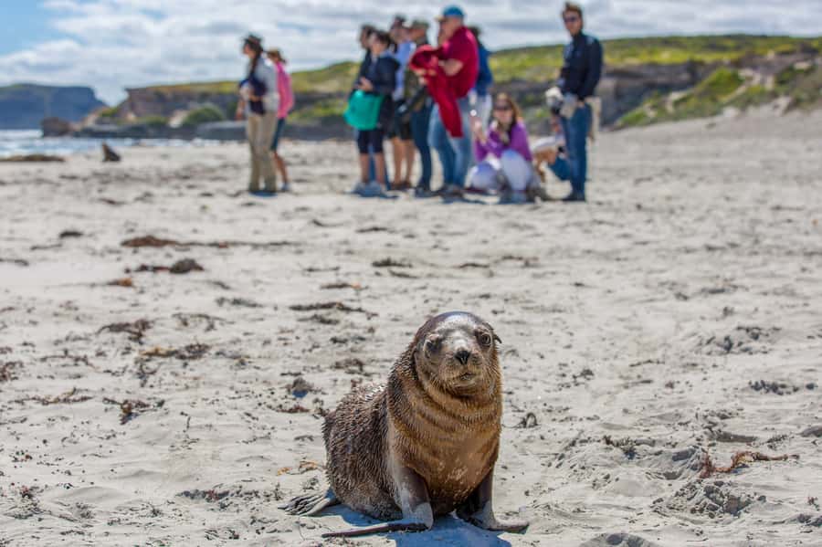 Kangaroo Island Full Day Experience by Ferry Including Lunch - Flinders Chase National Park and the island’s wild coast