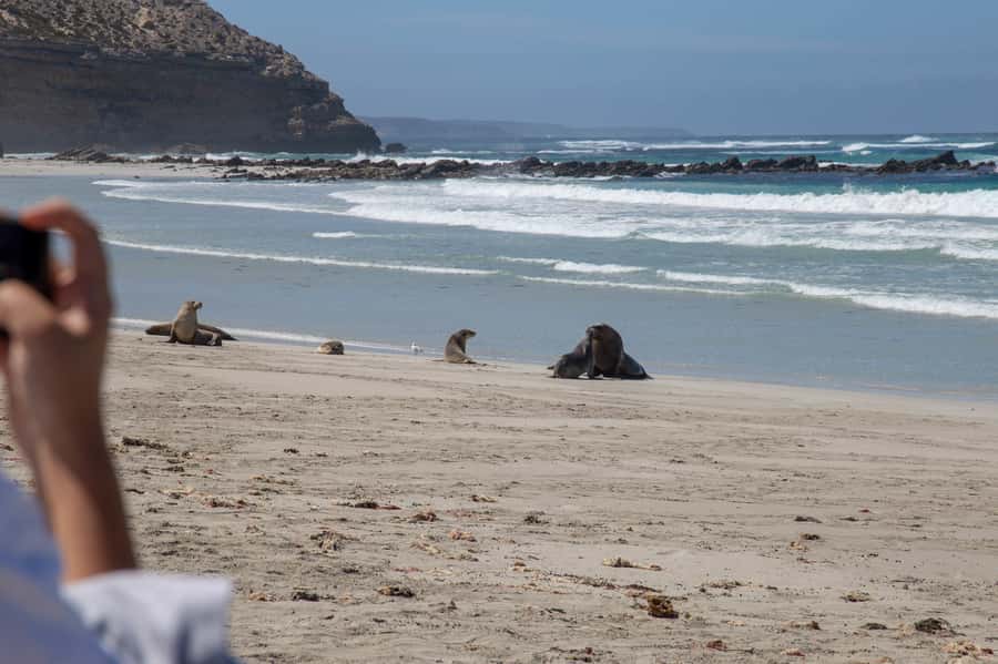 Kangaroo Island Full Day Experience by Ferry Including Lunch - Kangaroos, koalas, wallabies, and echidnas