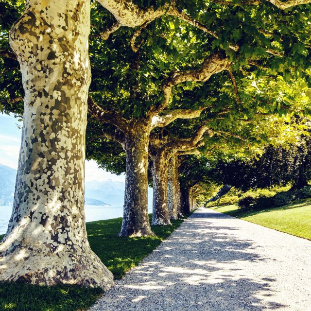 Lake Como: Lakeside Villas Entry Tickets with Ferries - Villa Melzi d’Eril: gardens only, but a memorable stop