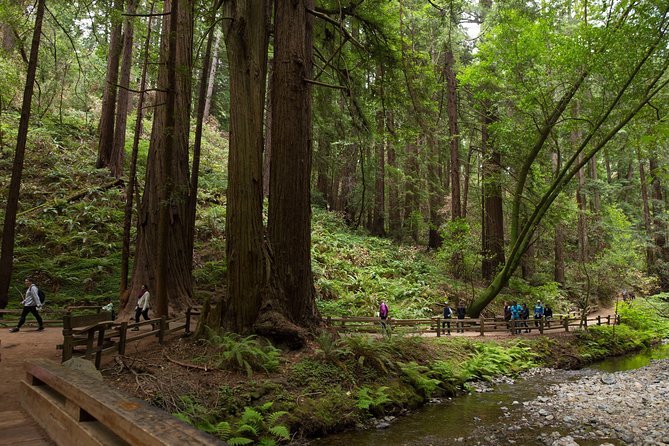 Muir Woods and Sausalito (Return by Bus or Ferry) - A practical way to see Muir Woods from San Francisco