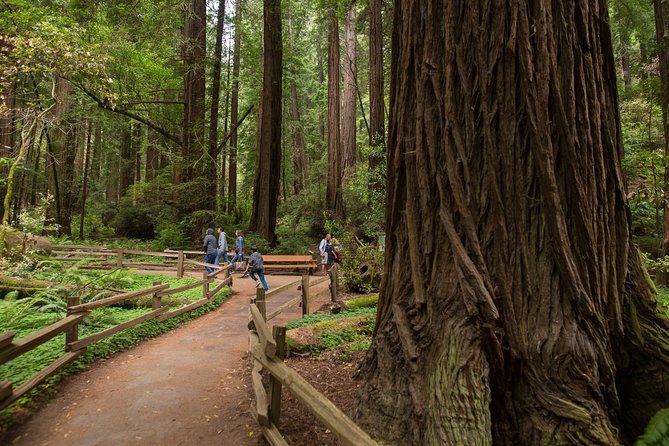 Muir Woods and Sausalito (Return by Bus or Ferry) - Muir Woods: 90 minutes under the redwoods