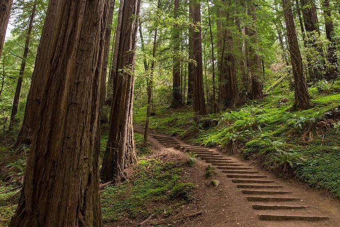 Muir Woods and Sausalito (Return by Bus or Ferry) - Bus, ferry, or bicycle: choosing the right version