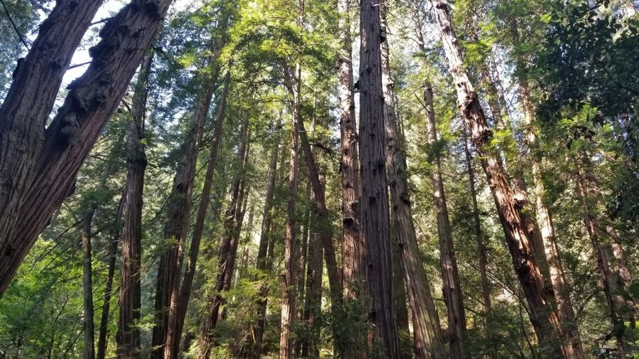 Muir Woods, Sausalito and Ferry back to Fisherman's Wharf - Key points to know before booking