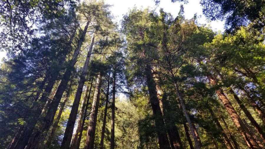 Muir Woods, Sausalito and Ferry back to Fisherman's Wharf - Starting in San Francisco and crossing the bridge