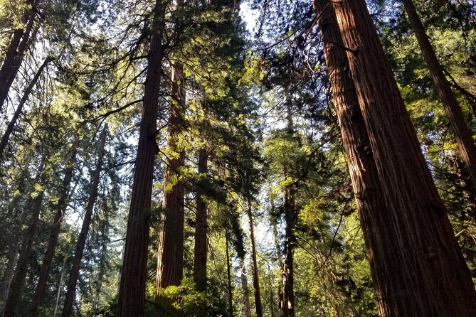 Muir Woods Sausalito Entry & Ferry to Fishermans Wharf included - Walking among the redwoods at Muir Woods