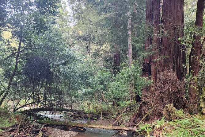 Muir Woods Sausalito Entry & Ferry to Fishermans Wharf included - Sausalito gives you the day’s breathing room