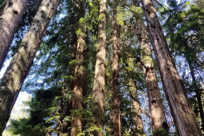 Muir Woods Sausalito Entry & Ferry to Fishermans Wharf included - Guide service and group size