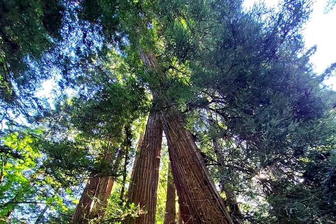 Muir Woods Sausalito Entry & Ferry to Fishermans Wharf included - Golden Gate Bridge views from the Marin side