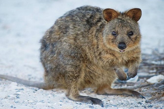 Perth to Rottnest Island Roundtrip Ferry Ticket - Finding the Visitor Centre