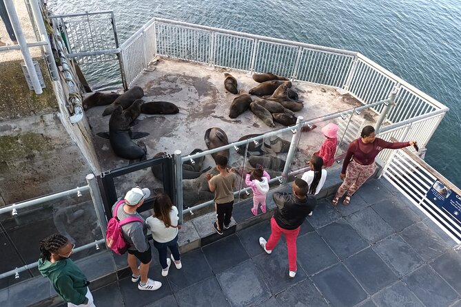 Robben Island Cape Of Good Hope Penguins Including Ferry Ticket - Cape of Good Hope: plants, animals, and old sea routes