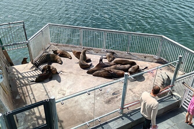Robben Island Cape Of Good Hope Penguins Including Ferry Ticket - Robben Island: the day’s most important stop