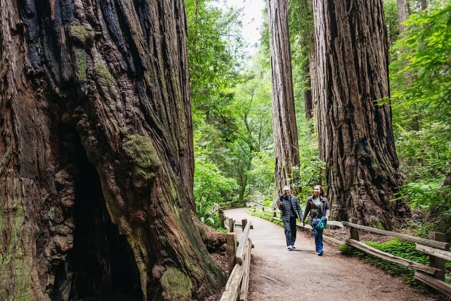 San Francisco: Muir Woods & Sausalito Tour with Ferry Option - Why this half-day trip works well from San Francisco