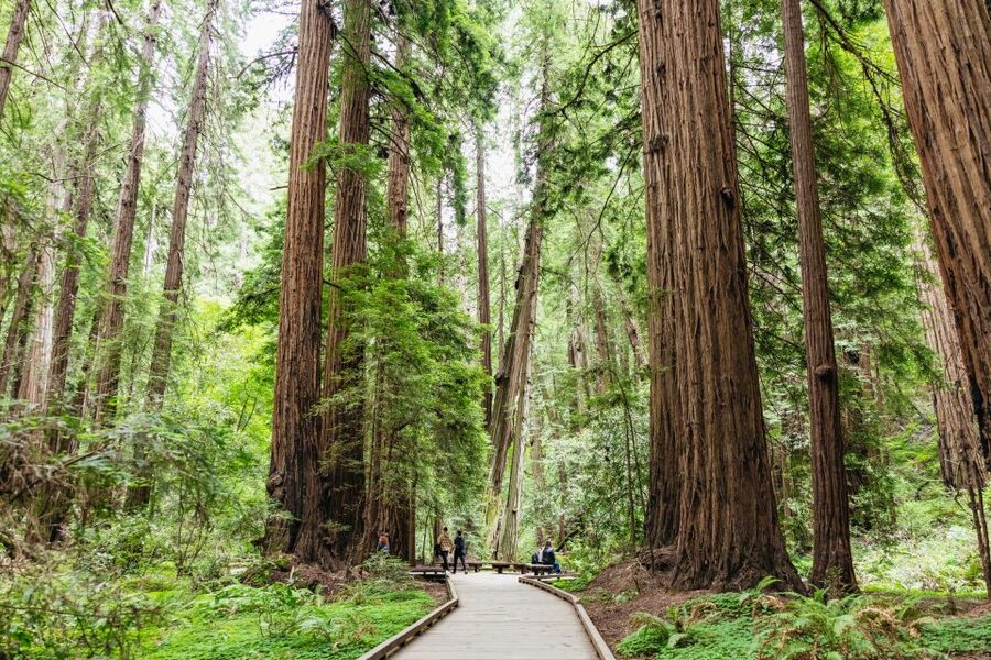 San Francisco: Muir Woods & Sausalito Tour with Ferry Option - The optional bike tour