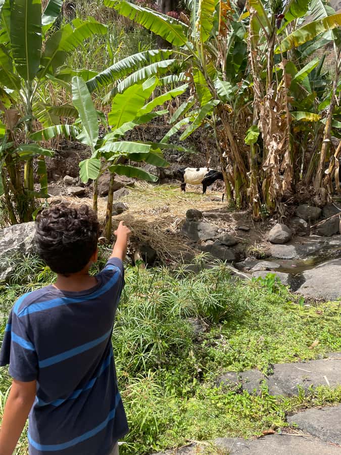 Santo Antão Highlights: Day Trip by Car with Ferry from SV - Key points to know before booking