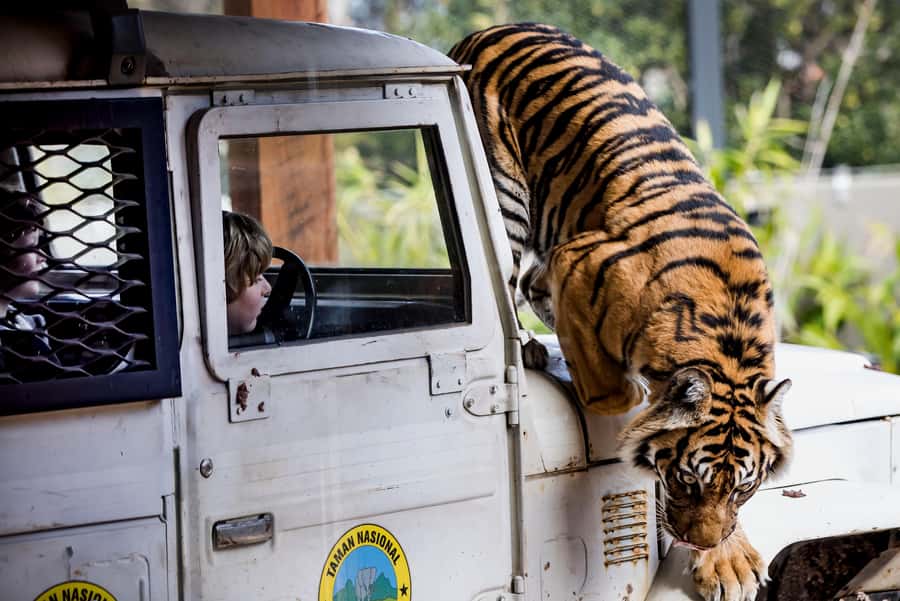 Sydney: Taronga Zoo Ticket with Return Ferry - Key points to know before you go
