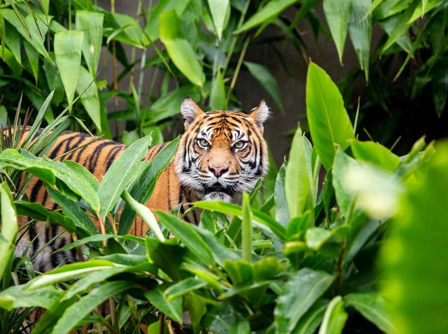 Sydney: Taronga Zoo Ticket with Return Ferry - Keeper talks and shows add shape to the day