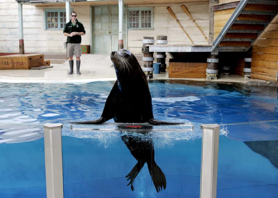 Sydney: Taronga Zoo Ticket with Return Ferry - Food, breaks, and the rhythm of the visit