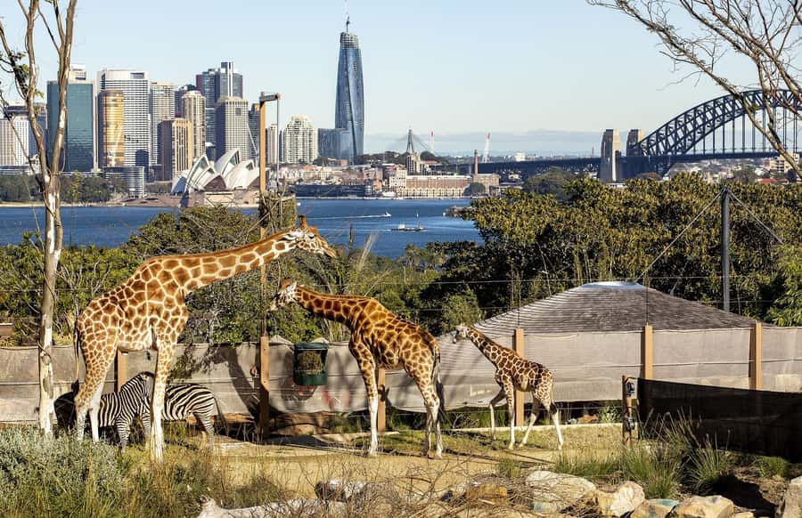 Sydney: Taronga Zoo Ticket with Return Ferry - Is the $55 combination ticket good value?