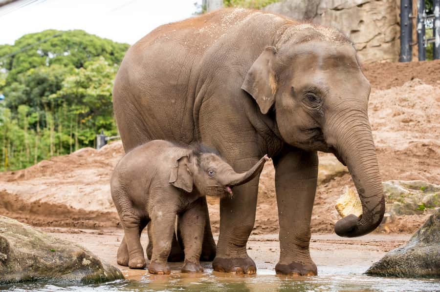 Sydney: Taronga Zoo Ticket with Return Ferry - Who will enjoy this Taronga Zoo experience most?