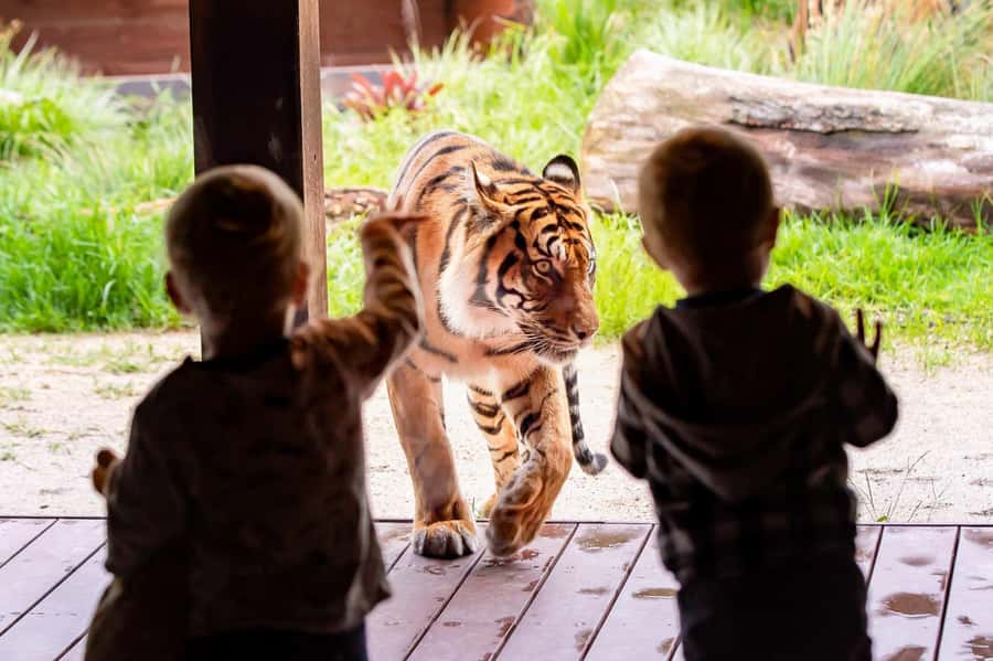 Sydney: Taronga Zoo Ticket with Return Ferry - A full day among more than 5,000 animals