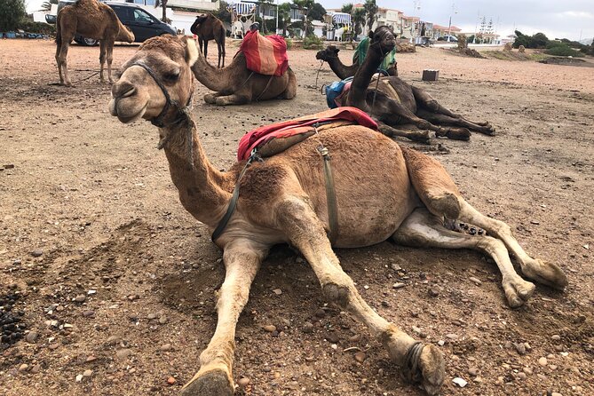 Tarifa to Tangier Tour with ferry ticket , lunch & camel ride - Cap Spartel and the meeting of two seas