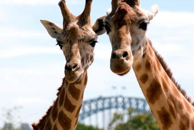Taronga Zoo Entry & Return Ferry - Sydney Harbour - Starting at Circular Quay Wharf 6