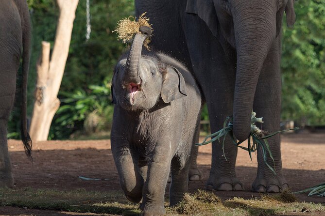 Taronga Zoo + Ferry Return Ticket - Taronga Zoo deserves most of your day
